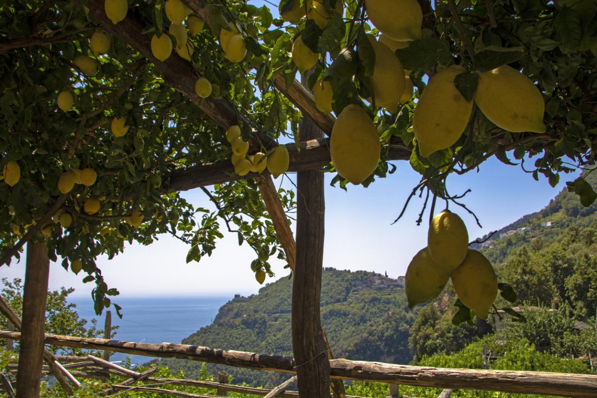 Sentiero dei Limoni