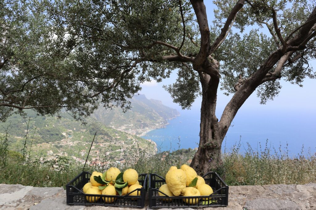 Crates of fresh lemons beside an olive tree overlooking the Amalfi Coast.